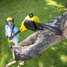 Best Tree and Shrub Care  in Whitesboro, NY