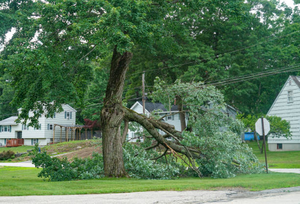 Best Commercial Tree Services  in Whitesboro, NY