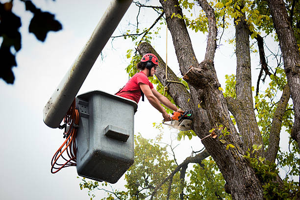 Best Tree Health Inspection  in Whitesboro, NY